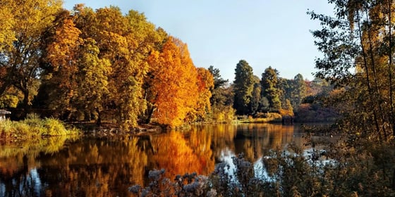 Wald bei Gelsenkirchen im Herbst